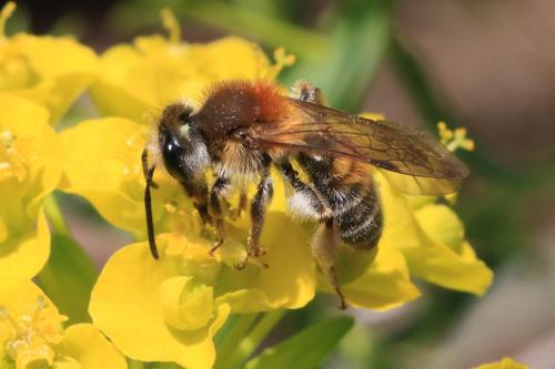 Andrena helvola
